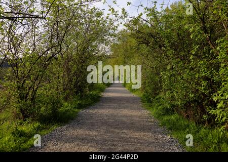 Shoreline Trail, Port Moody, Greater Vancouver, British Columbia, Canada Foto Stock