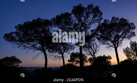 Pinete vicino alla città di Collbató al crepuscolo e al crepuscolo (Baix Llobregat, Barcellona, Catalogna, Spagna) ESP: Pinos al lado del pueblo de Collbató Foto Stock