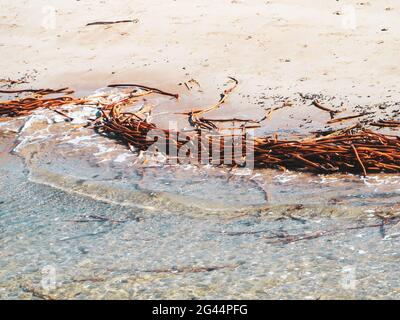 Un mare colorato. Alghe color oro giallo brillante o stalk Kelp che il mare si è lavato su una spiaggia di sabbia australiana in inverno Foto Stock