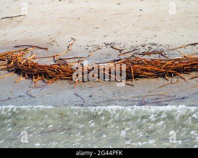 Un mare colorato. Alghe color oro giallo brillante o stalk Kelp che il mare si è lavato su una spiaggia di sabbia australiana in inverno Foto Stock