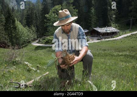 Enzianstechen al Priesberghütte, Berchtesgadener Land, alta Baviera, Baviera, Germania Foto Stock