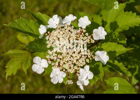 Fiore della palla di neve comune tra foglie di fogliame dentellato e dentellato Foto Stock