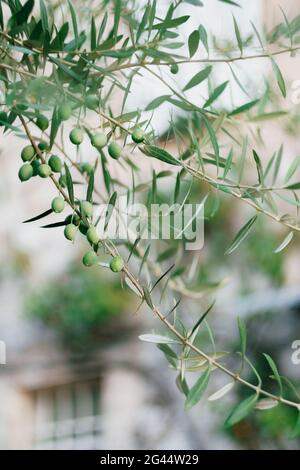 Un primo piano di frutta verde d'oliva sui rami dell'albero tra le foglie. Foto Stock