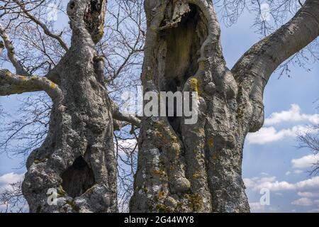 Gli alberi vecchi Foto Stock