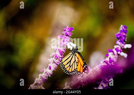 Farfalla monarca (Danaus plexippus) che perching su fiore rosa Foto Stock