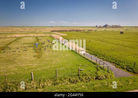 Uccelli migratori di riposo e il vecchio cortile al faro di Westerheversand, Frisia del Nord, Schleswig-Holstein Foto Stock