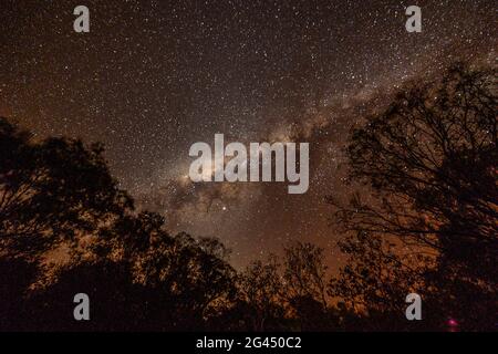 Cielo stellato con la Via Lattea e le cime degli alberi a Edith Falls, Northern Territory, Australia Foto Stock