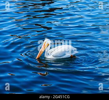 Il Pelican galleggia sull'acqua blu del lago Foto Stock