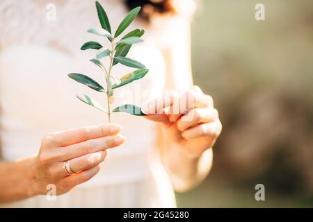 Olive Branch in gara mani femminili Foto Stock