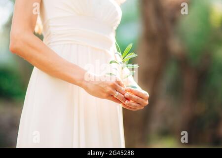 Olive Branch in gara mani femminili Foto Stock