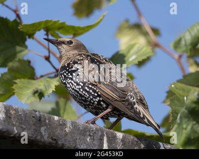 Comune sturnus vulgaris stellato seduto sulla recinzione Foto Stock