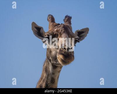 Bella giraffa si erge alta su sfondo blu cielo Foto Stock