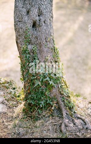 La base di un tronco di albero su terreno erboso secco, intrecciato con edera. Foto Stock