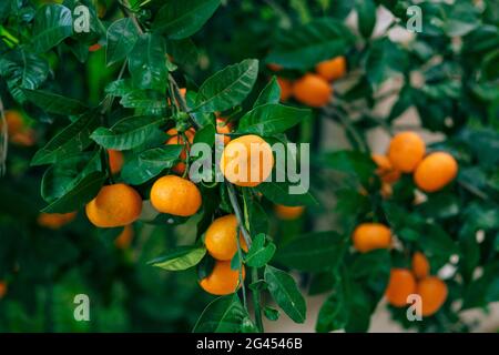 Mandarino arancione sull'albero. Mandarino maturo. Mandari montenegrini Foto Stock