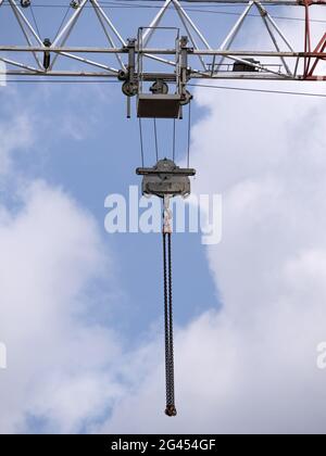 Ottimo picchio macchiato su un cercando cibo su un albero Foto Stock