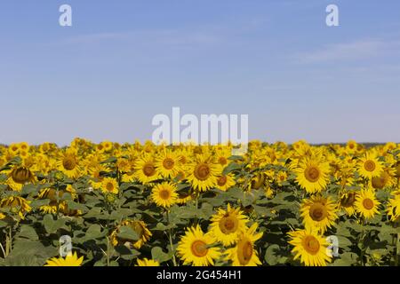 Campo di girasoli di fioritura contro il cielo blu Foto Stock