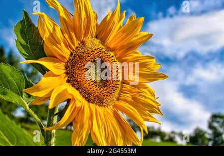 Girasoli in fiore contro il cielo blu Foto Stock