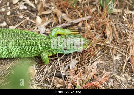 Una rara lucertola verde occidentale, Lacerta Biliniata, (viridis), che si riscalda a terra in una calda ma sovrastata giornata nel Regno Unito. Foto Stock