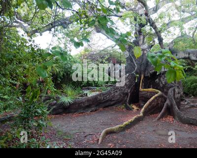 Barbiere, Curacao - 7 dicembre 2014 - UN punto di riferimento ben noto è il parroco Hofi (Pastor's Orchard), con un albero kapok di 800 anni Foto Stock
