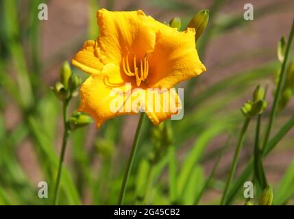 Reblooming Daylily, Hemerocallis Stella de Oro Foto Stock