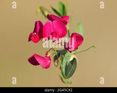 Fiore rosso di noce di arthnut pisello, Lathyrus tuberosus Foto Stock