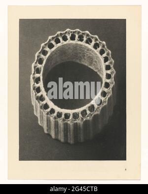 Studi sulle piante; prime forme d'arte: Colture fotografiche. Ingrandimento di Facher. Afkomsig uit losbladige Uitgave. Foto Stock