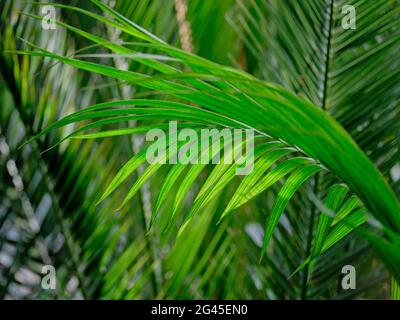 Primo piano di lussureggianti foglie di palma verde con una texture tropicale naturale e una messa a fuoco selettiva. Foto Stock