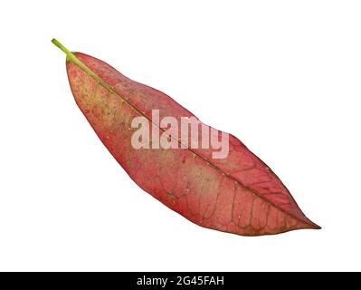 Red autumn leaf isolati su sfondo bianco Foto Stock