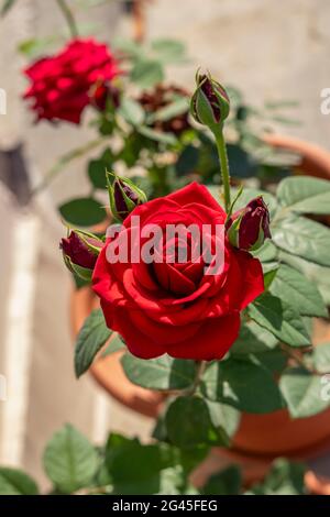Bella pianta di fiori di rosa giardino rosso sulla terrazza giardino Foto Stock
