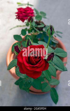 Bella pianta di fiori di rosa giardino rosso sulla terrazza giardino Foto Stock