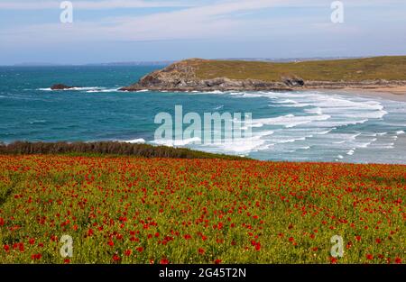 Splendida scena costiera di papaveri a West Penire Foto Stock