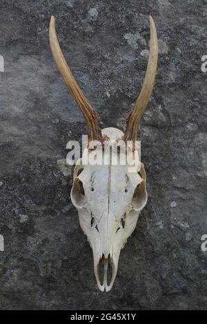 Cranio e corna di un due-anno europeo di capriolo Capreolus capreolus Buck Foto Stock
