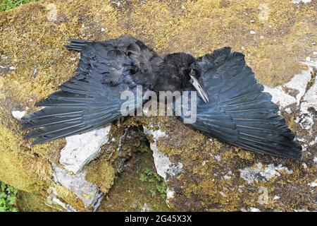 Carrion Crow morto Foto Stock