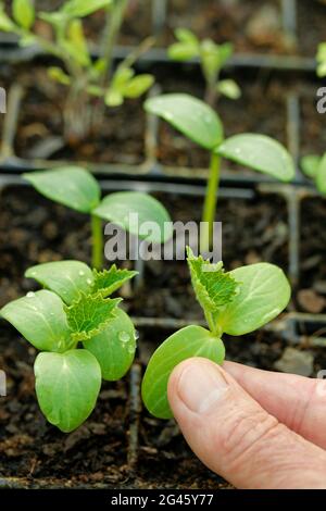 Piantine di cetriolo. Foto Stock