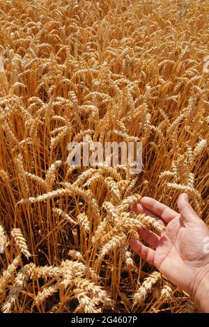 Grano. Triticum. Foto Stock