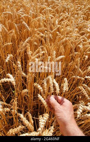 Grano. Triticum. Foto Stock