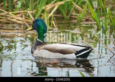 Un'anatra di Mallard Drake fotografata lungo la riva del torrente Strawberry presso la Riserva del canale della nave della Door County Land Trust Sturgeon Bay nella Door County WI Foto Stock