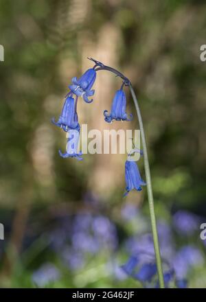 Un singolo stelo isolato in primo piano dettaglio arcuando Bluebells inglese a livello del suolo profilo su sfondo bokeh luminoso Foto Stock