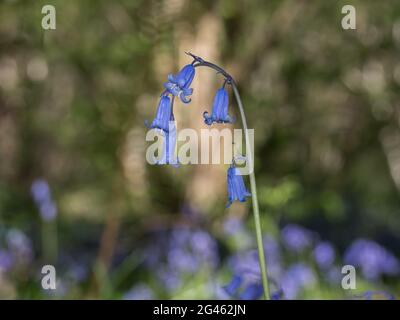 Un singolo stelo isolato in primo piano dettaglio arcuando Bluebells inglese a livello del suolo profilo su sfondo bokeh luminoso Foto Stock