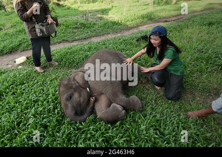 Un lavoratore volontario che conforta un elefante del bambino al centro di riabilitazione dell'elefante di Sumatran in modo Kambas National Park, Indonesia. Foto Stock