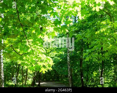 verde lussureggiante fogliame illuminato dal sole sul sentiero nel parco della città nella soleggiata giornata estiva Foto Stock