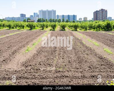 campo agricolo arato e giardino in città nella soleggiata giornata estiva Foto Stock