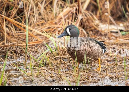 Un Blue Winged Teal fotografato lungo la riva del torrente Strawberry presso la Door County Land Trust Sturgeon Bay Ship Canal Preserve nella Door County WI Foto Stock