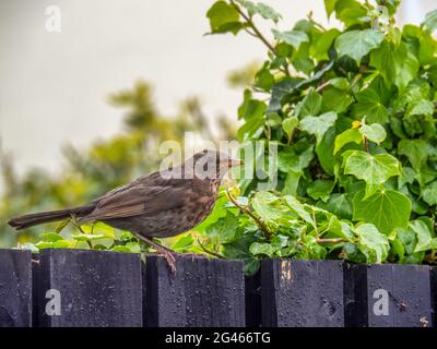 Femmina uccello nero aka Turdus merula arroccato su recinzione giardino di legno. Foto Stock