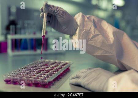 Un chimico che goccia il liquido viola nelle punte di plastica della micropiastra a pozzetti multipli durante l'esperimento Foto Stock