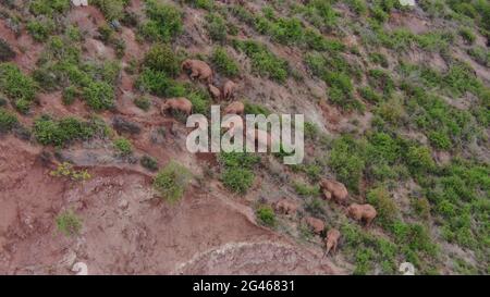 Kunming. 19 giugno 2021. Lo screenshot del video aereo del 18 giugno 2021 mostra una mandria di elefanti asiatici selvatici nella contea di Eshan, nella città di Yuxi, nella provincia di Yunnan, nella Cina sudoccidentale. Credit: Xinhua/Alamy Live News Foto Stock
