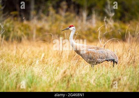 Una gru di Sandhill trascorre un po' di tempo in tarda serata alla riserva naturale di Judy Meissner vicino a Fish Creek nella contea di Door, Wisconsin, alla ricerca di un pasto. Foto Stock