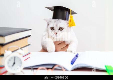 Il gatto shorthair britannico in un cappello di laurea sta studiando. Sul tavolo sono presenti materiali di consumo per lo studio. Umorismo. Ritorno a scuola. Apprendimento e autoistruzione conce Foto Stock