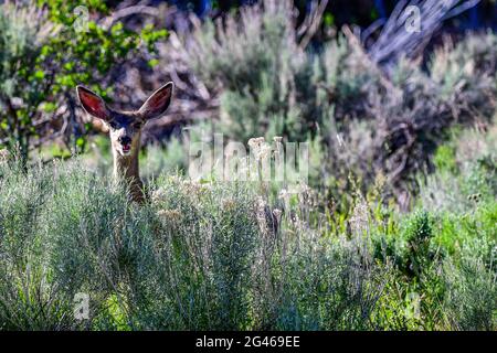 A Mule Deer vicino a Mount Pleasant City, Utah Foto Stock