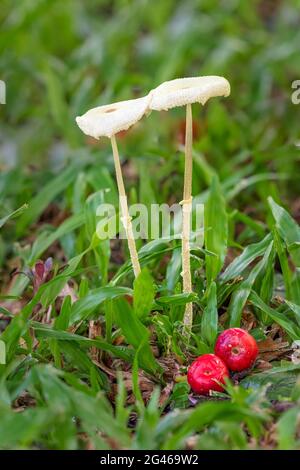 Due bacche rosse selvatiche accanto ad un paio di funghi di campo, giustapposti, in una striscia naturale in un sobborgo esterno di Cairns, Queensland, Australia. Foto Stock